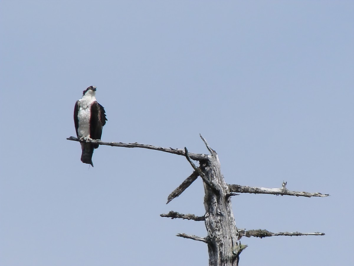 Скопа західна - ML644283604