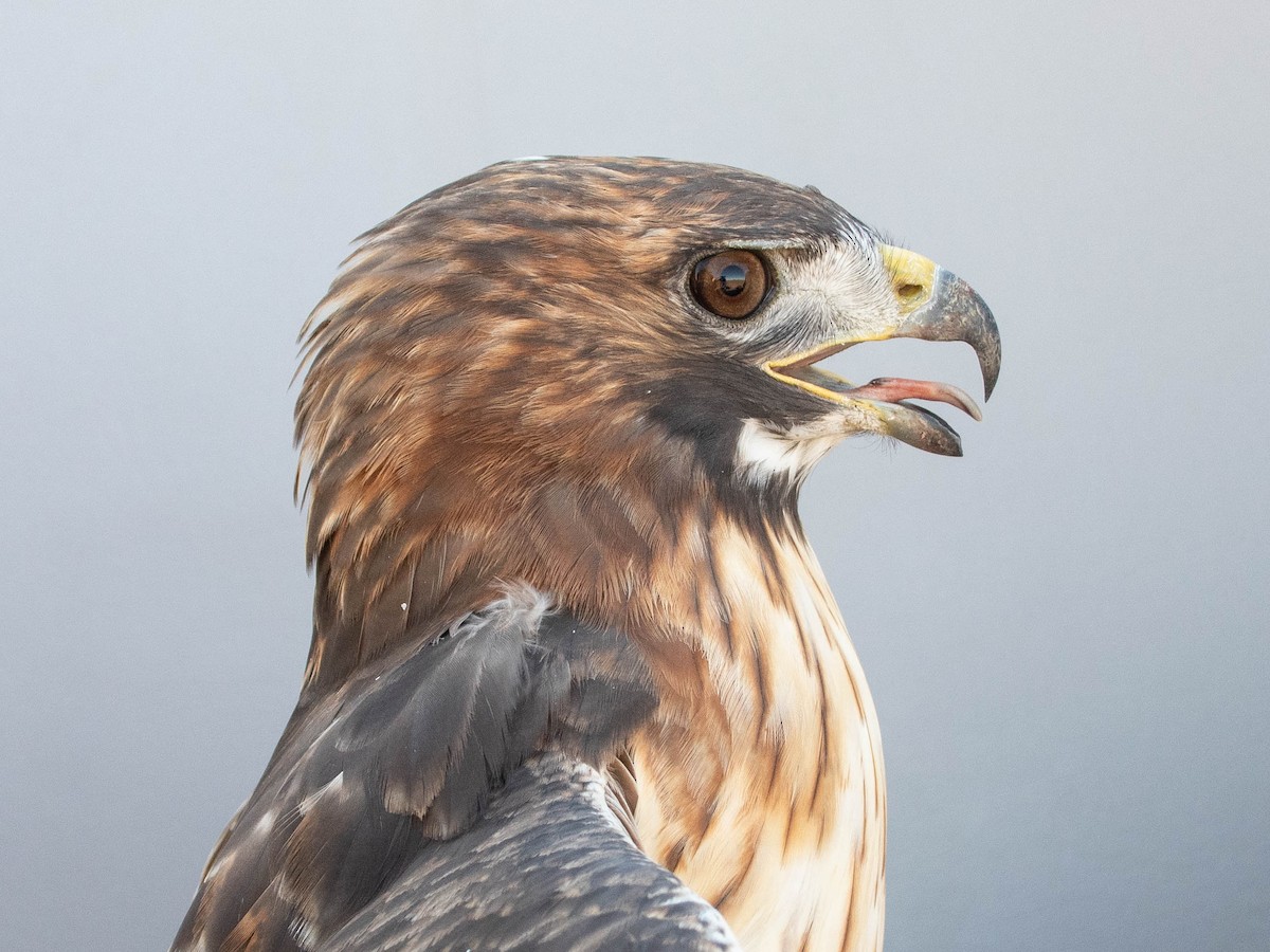 Канюк неоарктичний - ML644283605