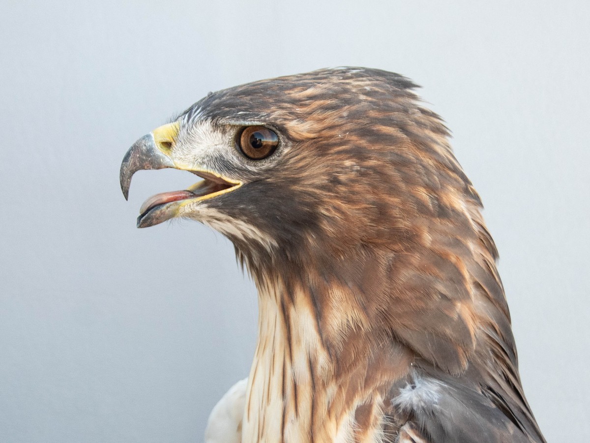 Канюк неоарктичний - ML644283606