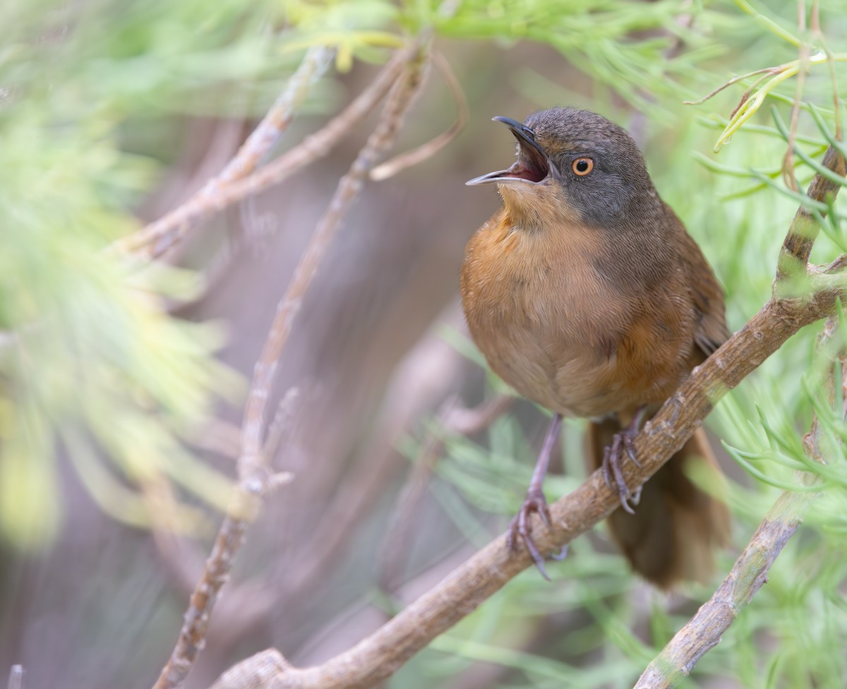 Фратароло - ML644283607