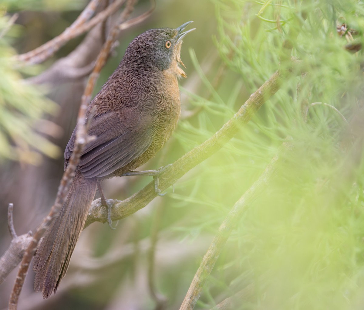 Фратароло - ML644283608