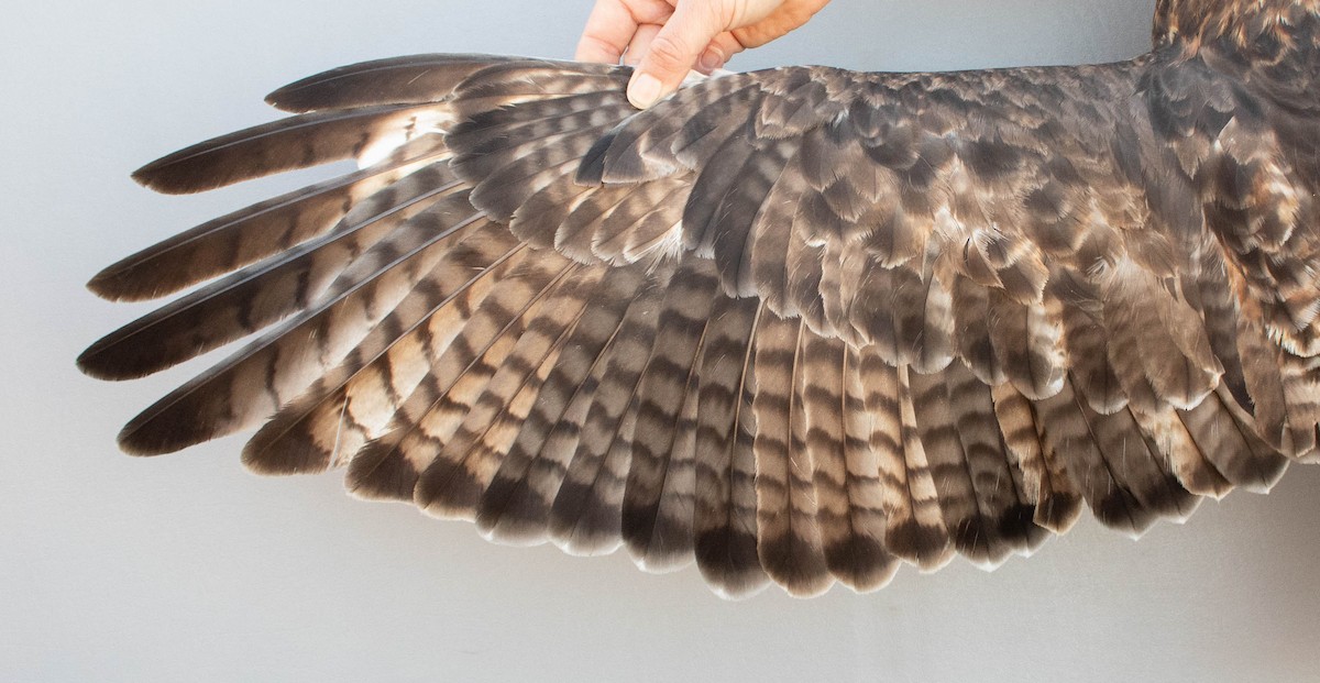 Канюк неоарктичний - ML644283609