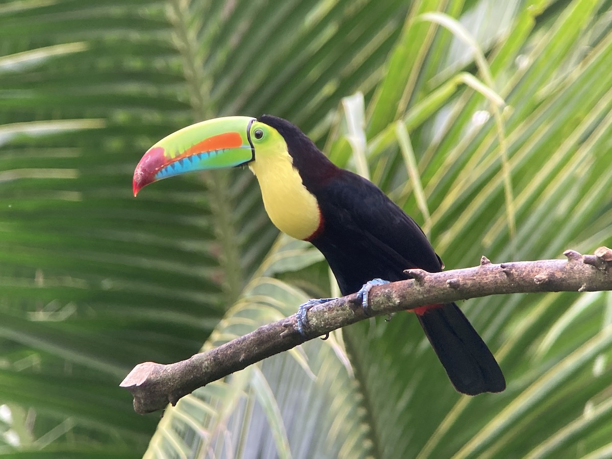 tukan středoamerický - ML644283610