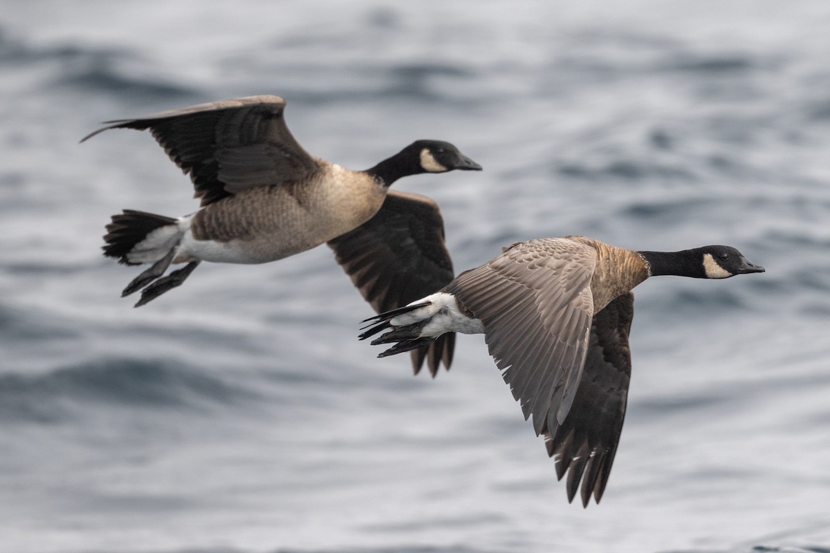 Казарка мала - ML644283611