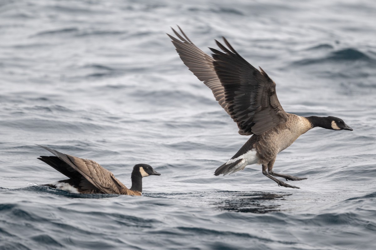 Казарка мала - ML644283612