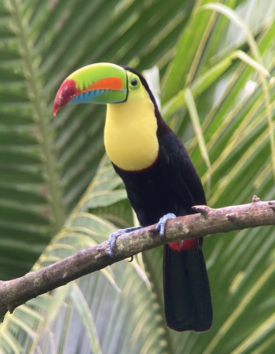 tukan středoamerický - ML644283613