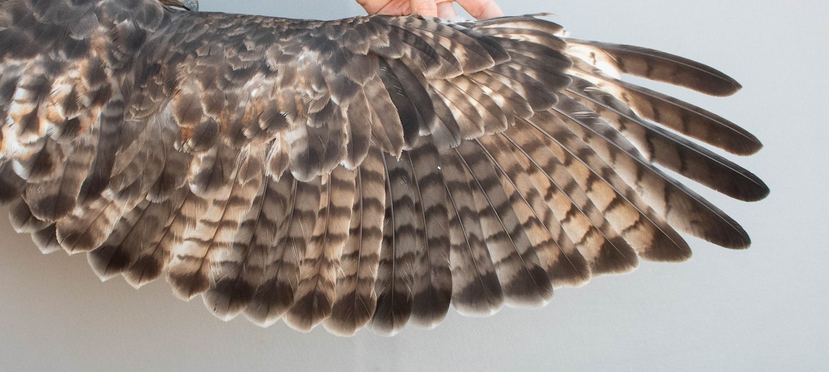 Канюк неоарктичний - ML644283614