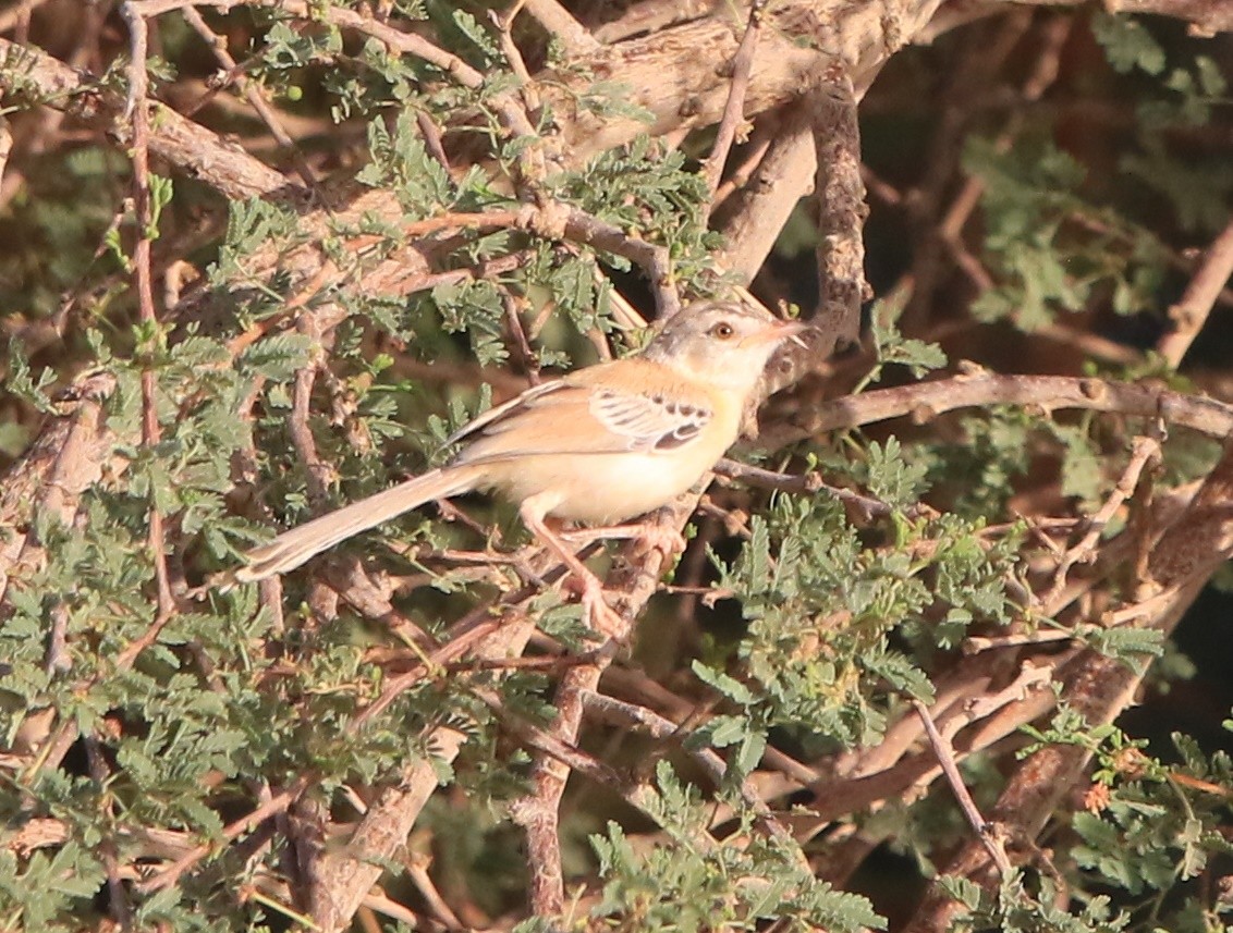 Cricket Longtail - ML644283621