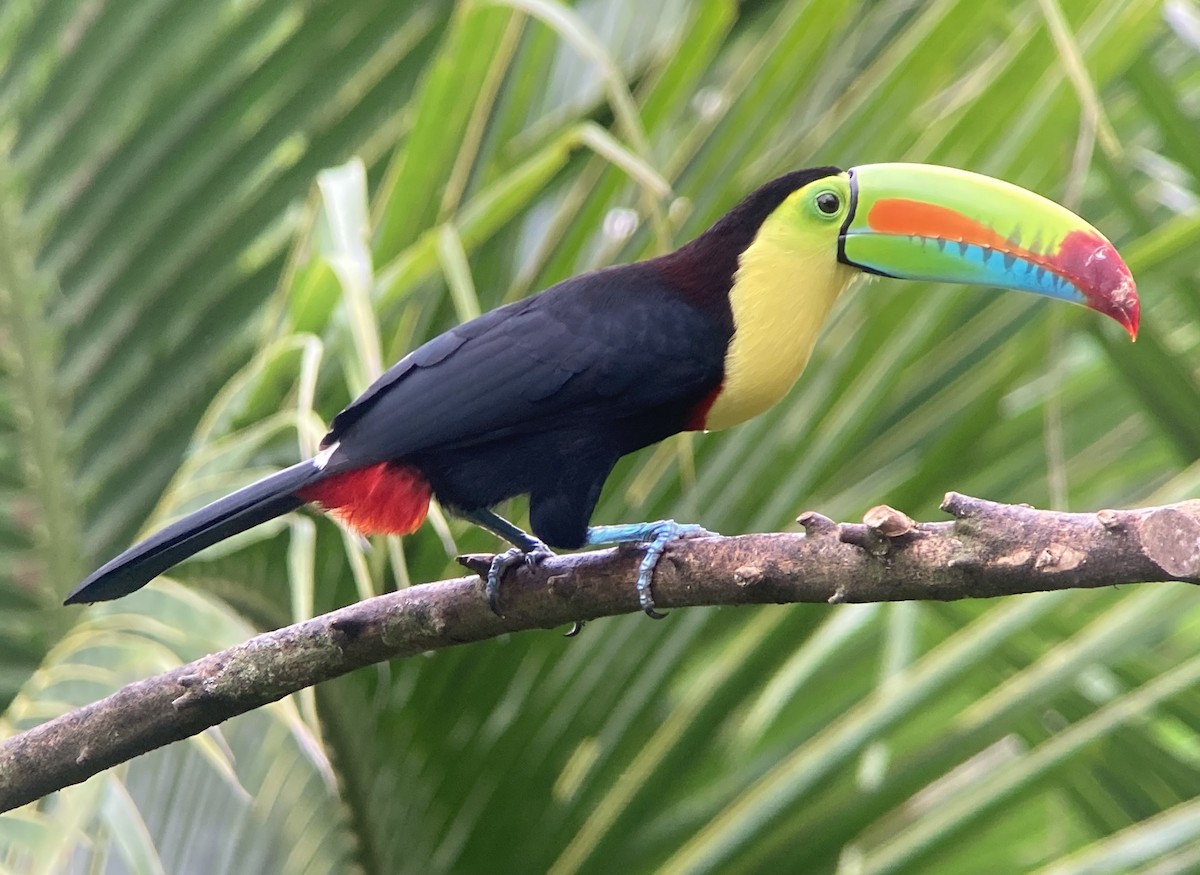 tukan středoamerický - ML644283622