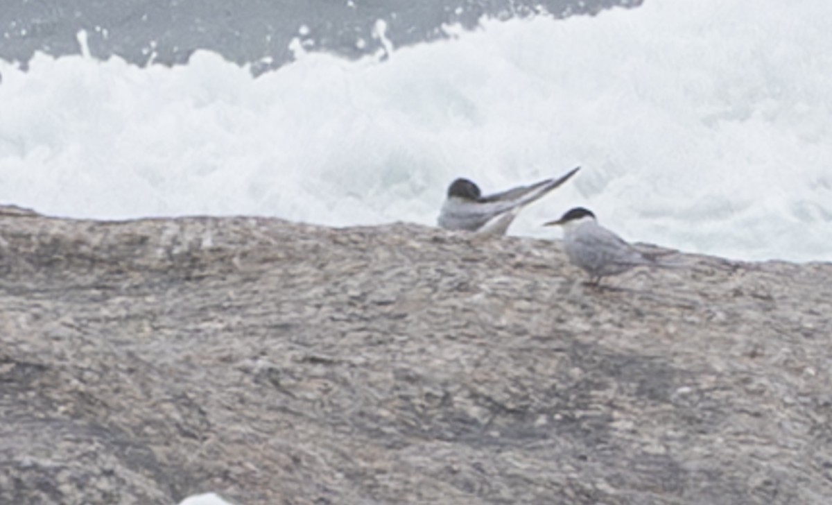 Крячок антарктичний - ML644283623