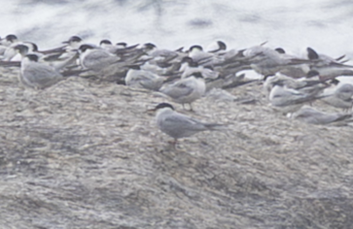 Крячок антарктичний - ML644283624