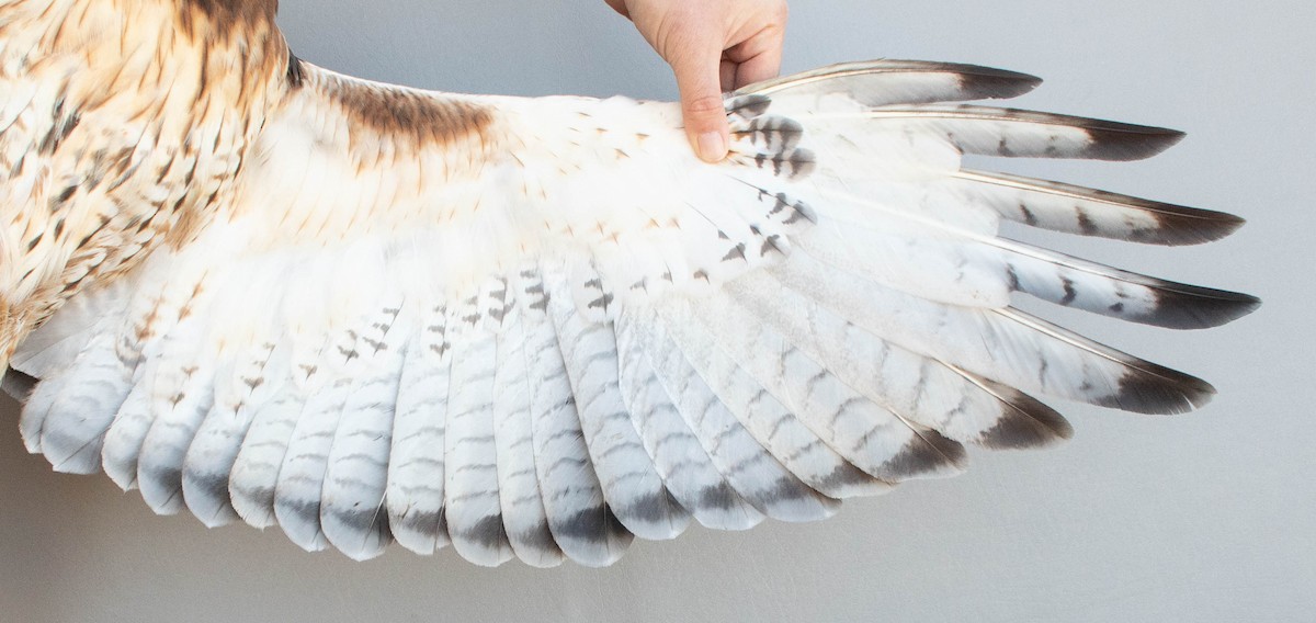 Канюк неоарктичний - ML644283625