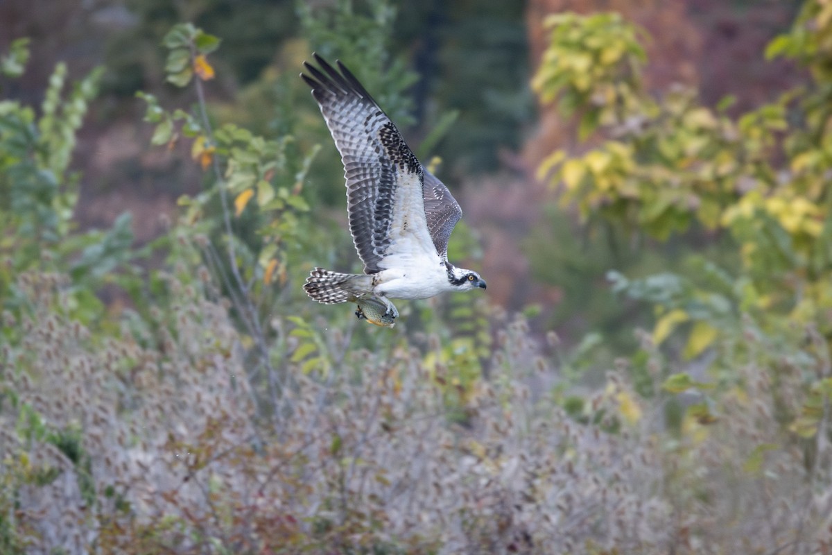 Скопа західна - ML644283626