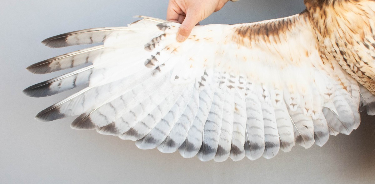 Канюк неоарктичний - ML644283628