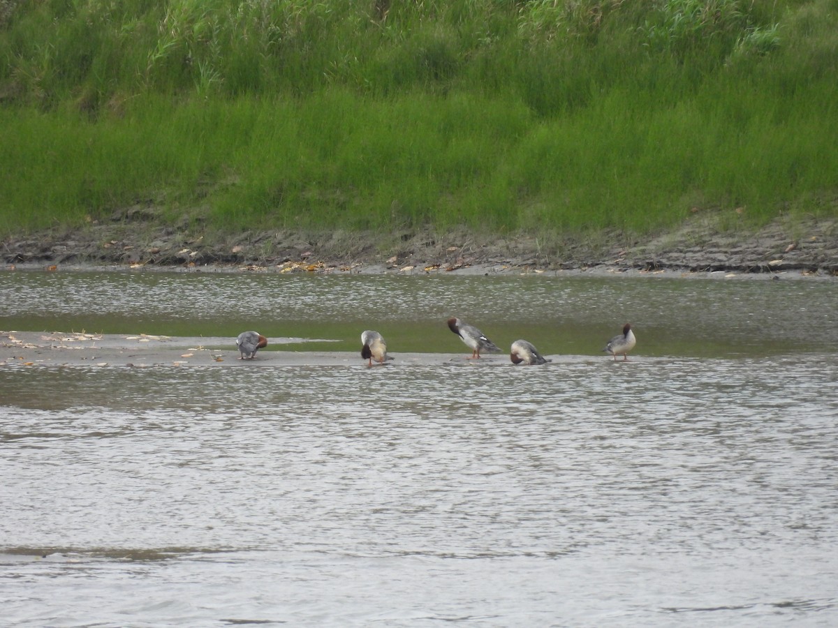 Крех великий - ML644283629