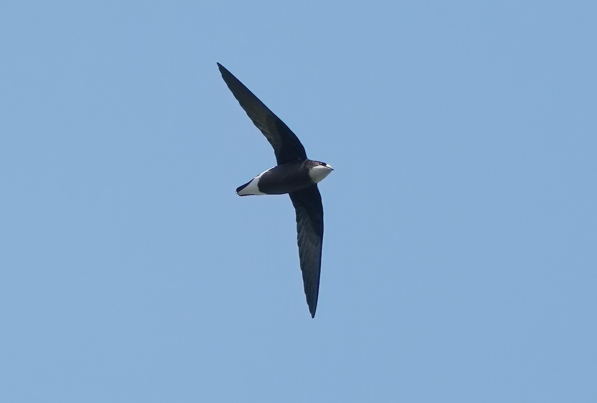 Колючохвіст білогорлий - ML644283631