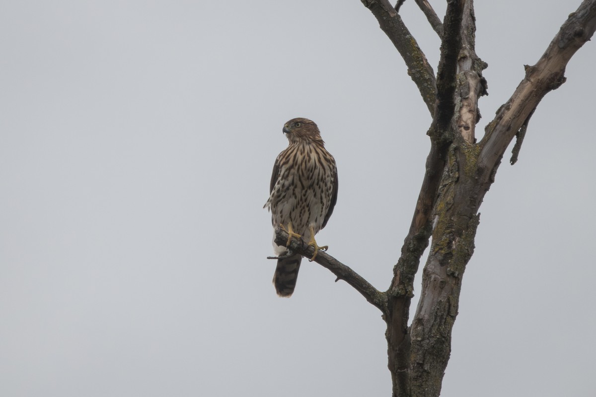 Яструб чорноголовий - ML644283632