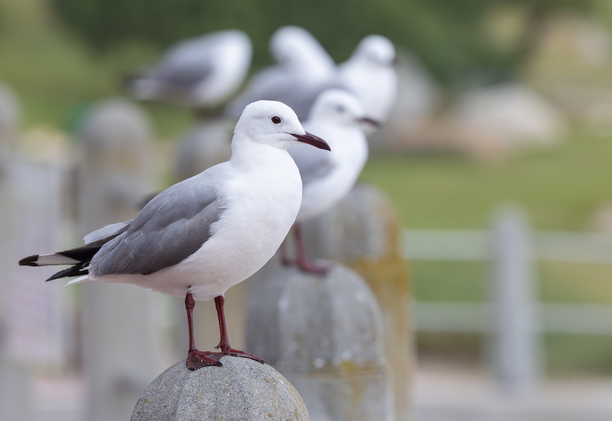 Мартин намібійський - ML644283633