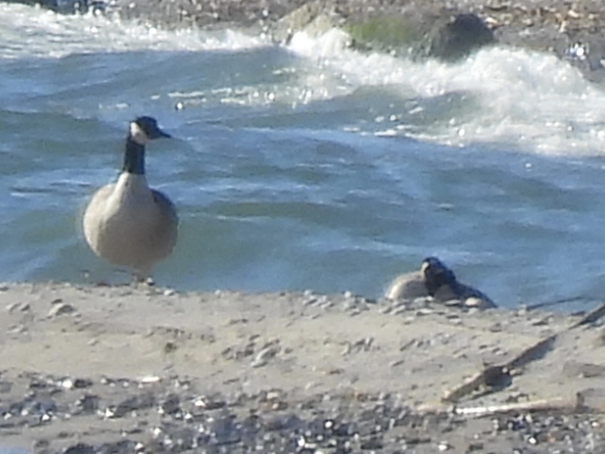 Казарка канадська - ML644283634