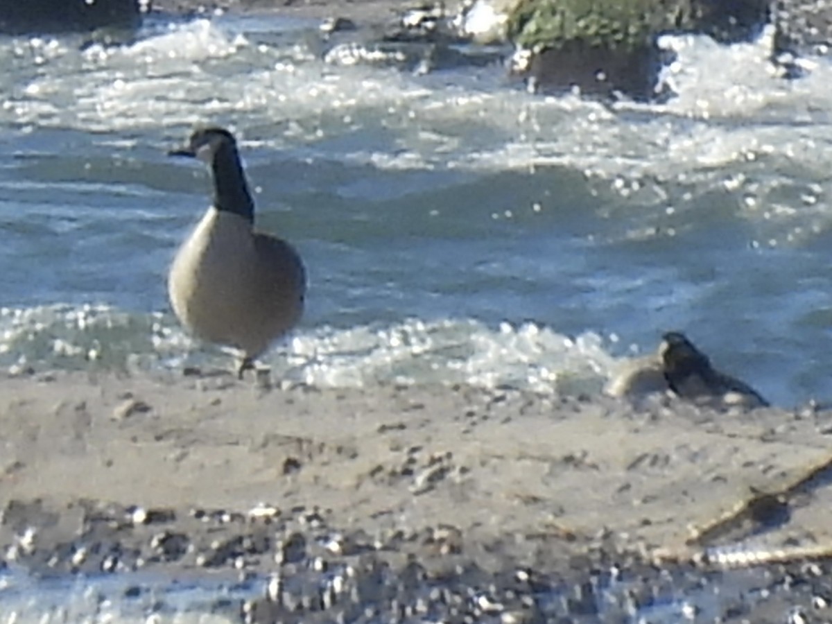 Казарка канадська - ML644283635