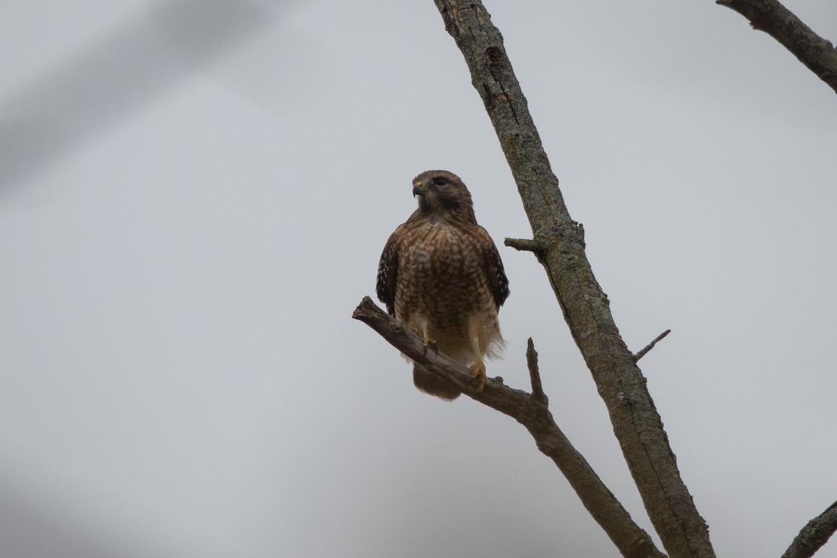 Канюк рудоплечий - ML644283636