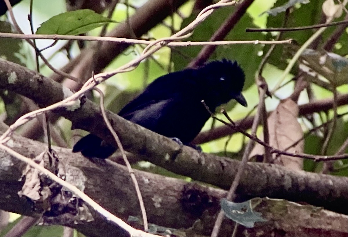 Сорокуш чорний - ML644283639