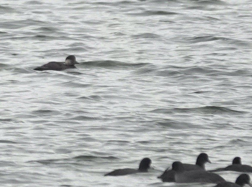 Black Scoter - ML644283647