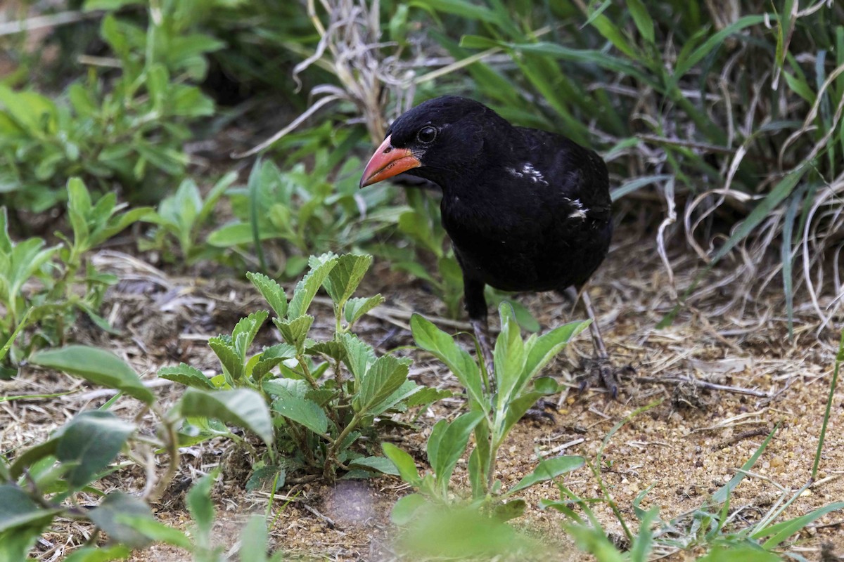 Red-billed Buffalo-Weaver - ML644283652