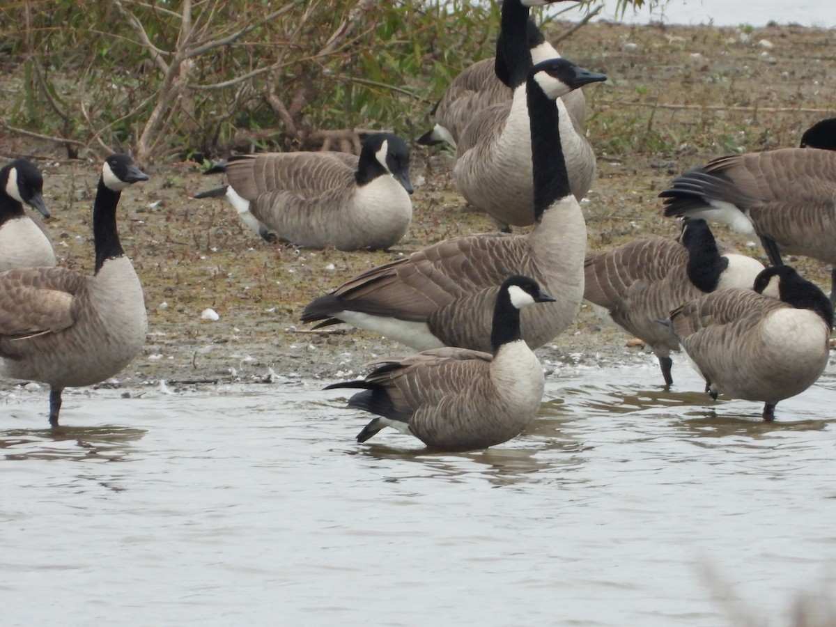 Харлаг галуу - ML644283657