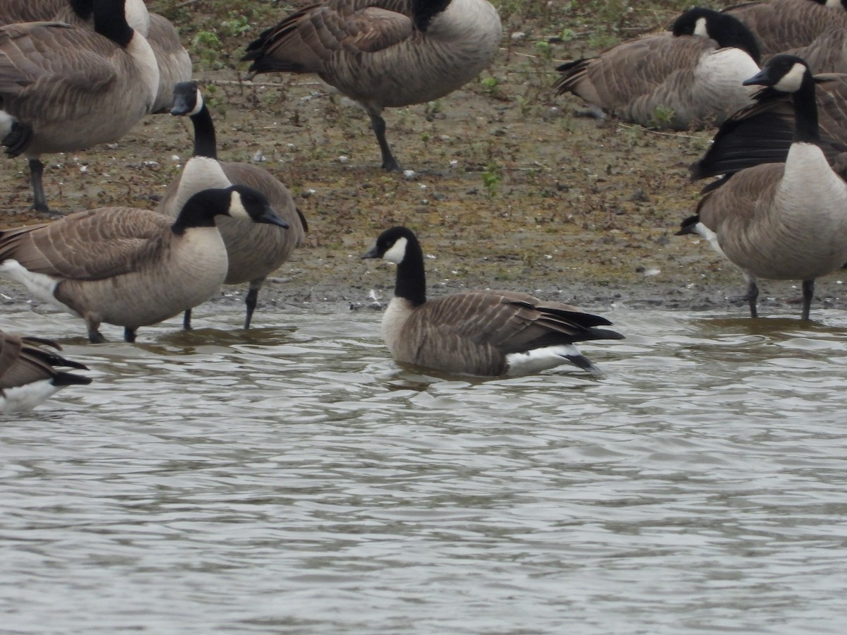 Харлаг галуу - ML644283658