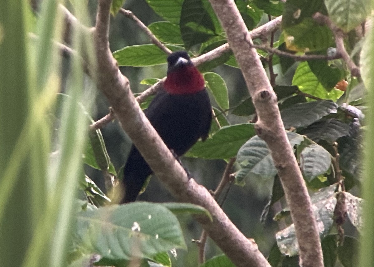 Purple-throated Fruitcrow - ML644283660