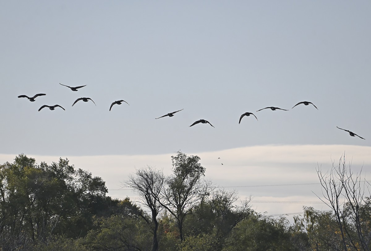 Oca canadese maggiore - ML644283670