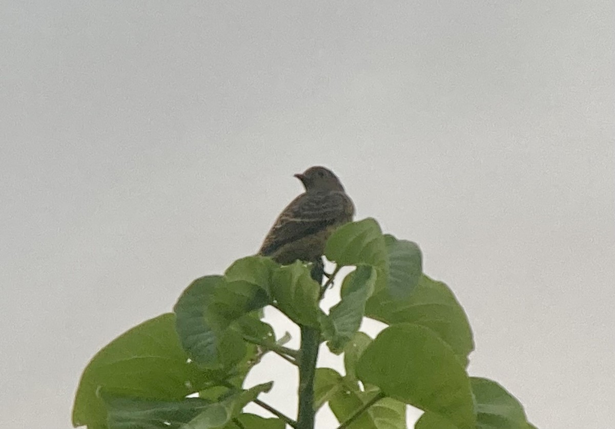 Blue Cotinga - ML644283672