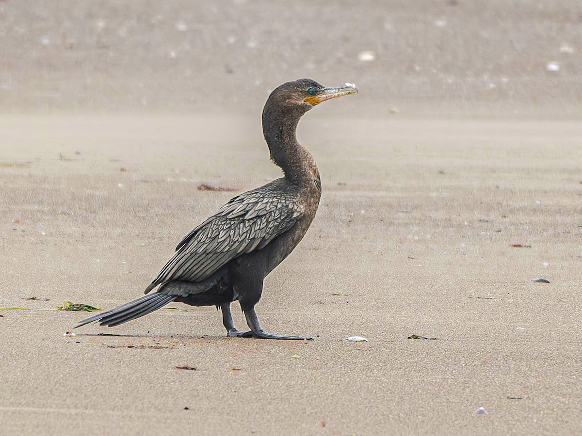 Neotropic Cormorant - ML644283674