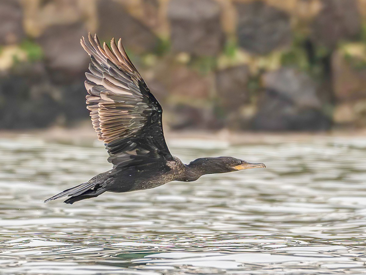 Neotropic Cormorant - ML644283675