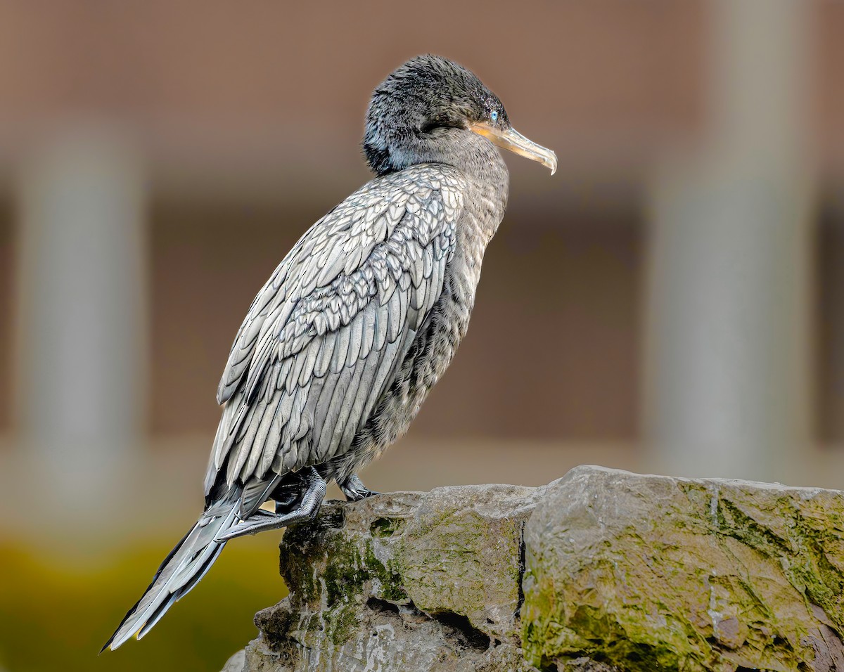 Neotropic Cormorant - ML644283676