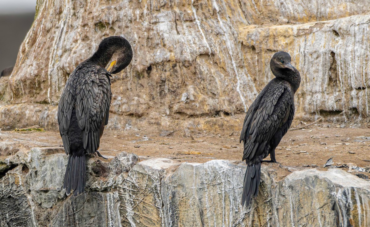 Neotropic Cormorant - ML644283677