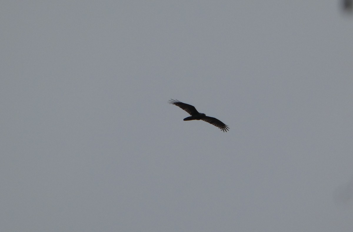 aviceda hnědohřbetá - ML644283684