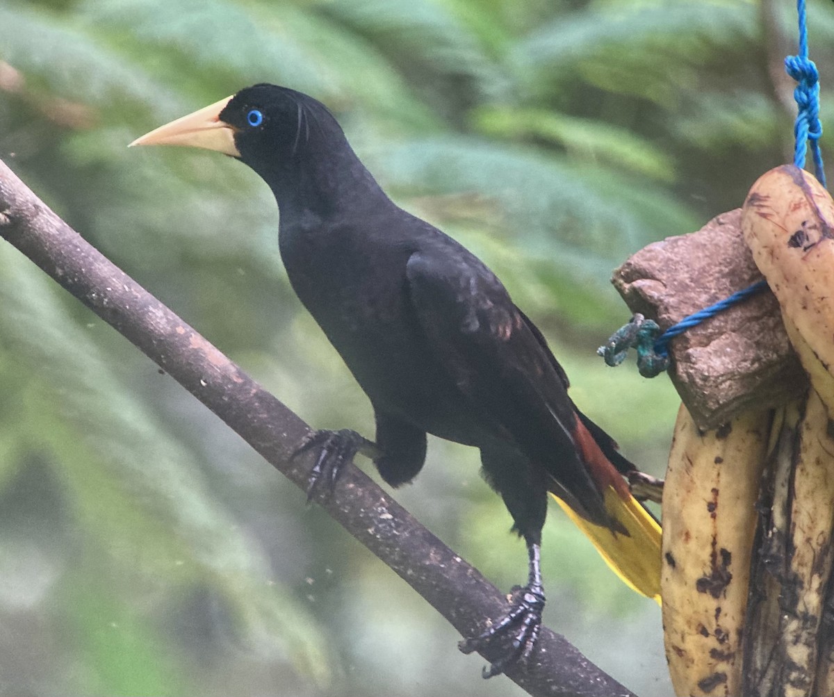 Crested Oropendola - ML644283686