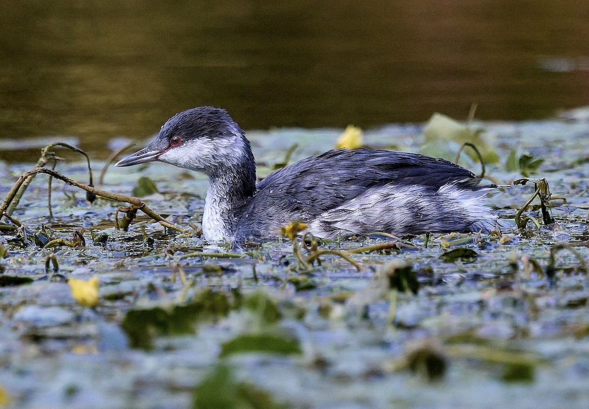Horned Grebe - ML644283687