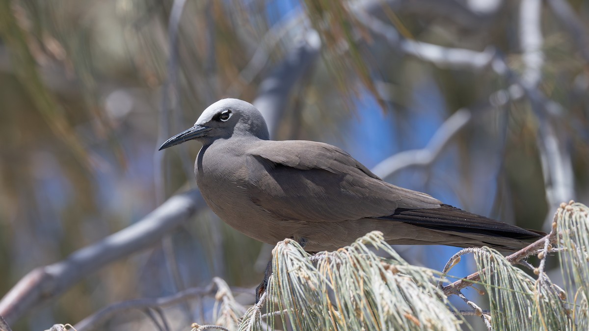 Noddi brun - ML644283689