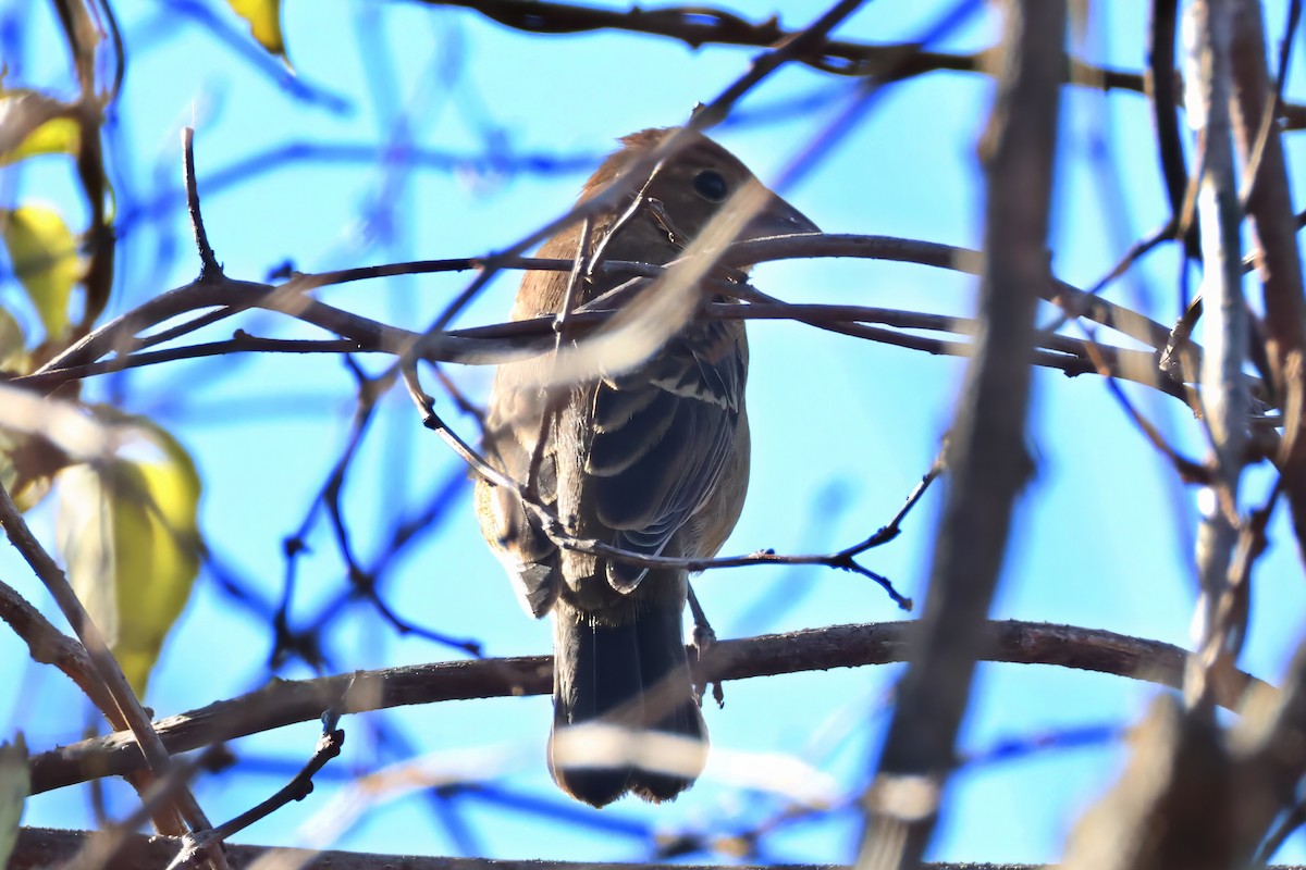 blåtykknebb - ML644283693