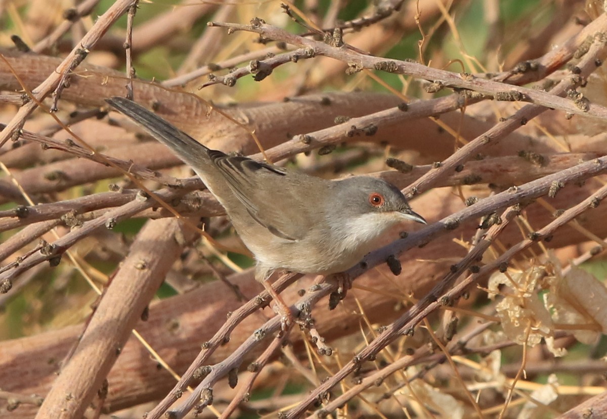 Sardinian Warbler - ML644283695