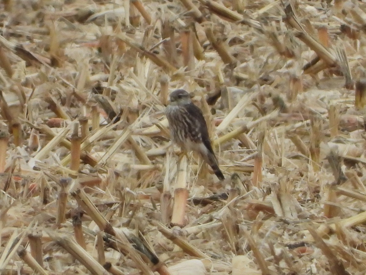 Хайргууна шонхор - ML644283699