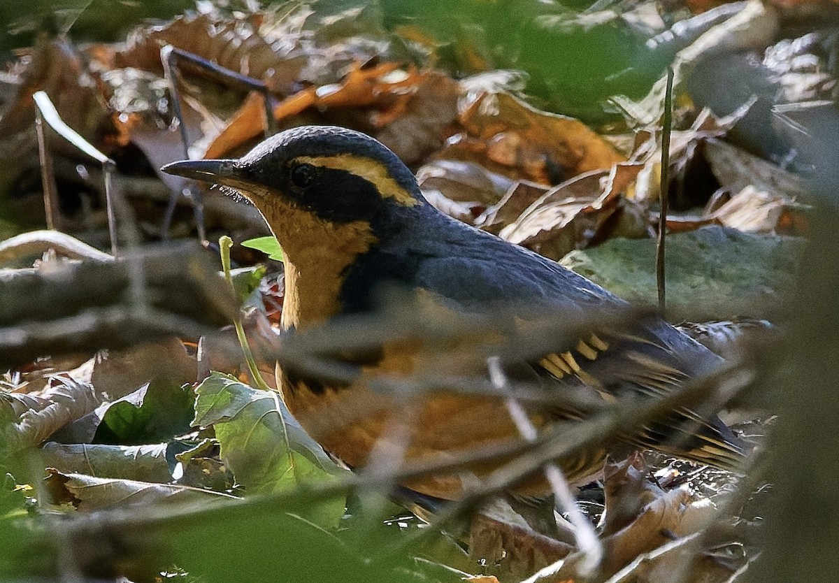 Varied Thrush - ML644283700