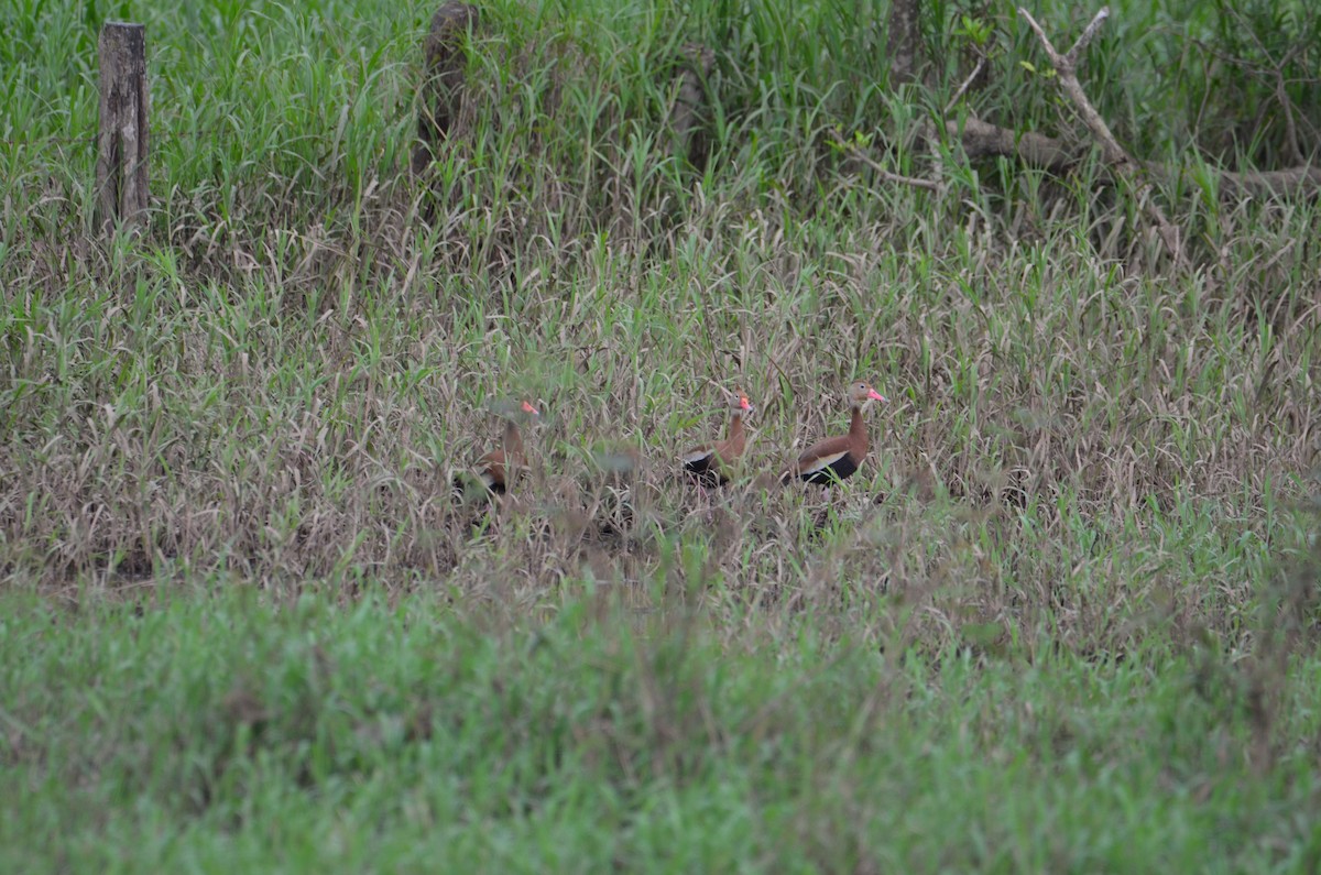 アカハシリュウキュウガモ - ML644283701