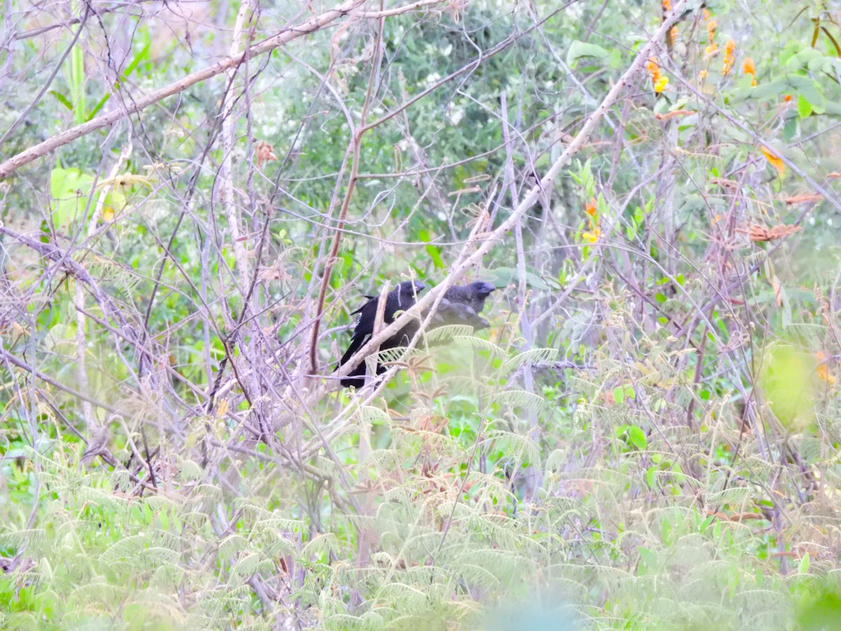 Ani à bec lisse - ML644283707