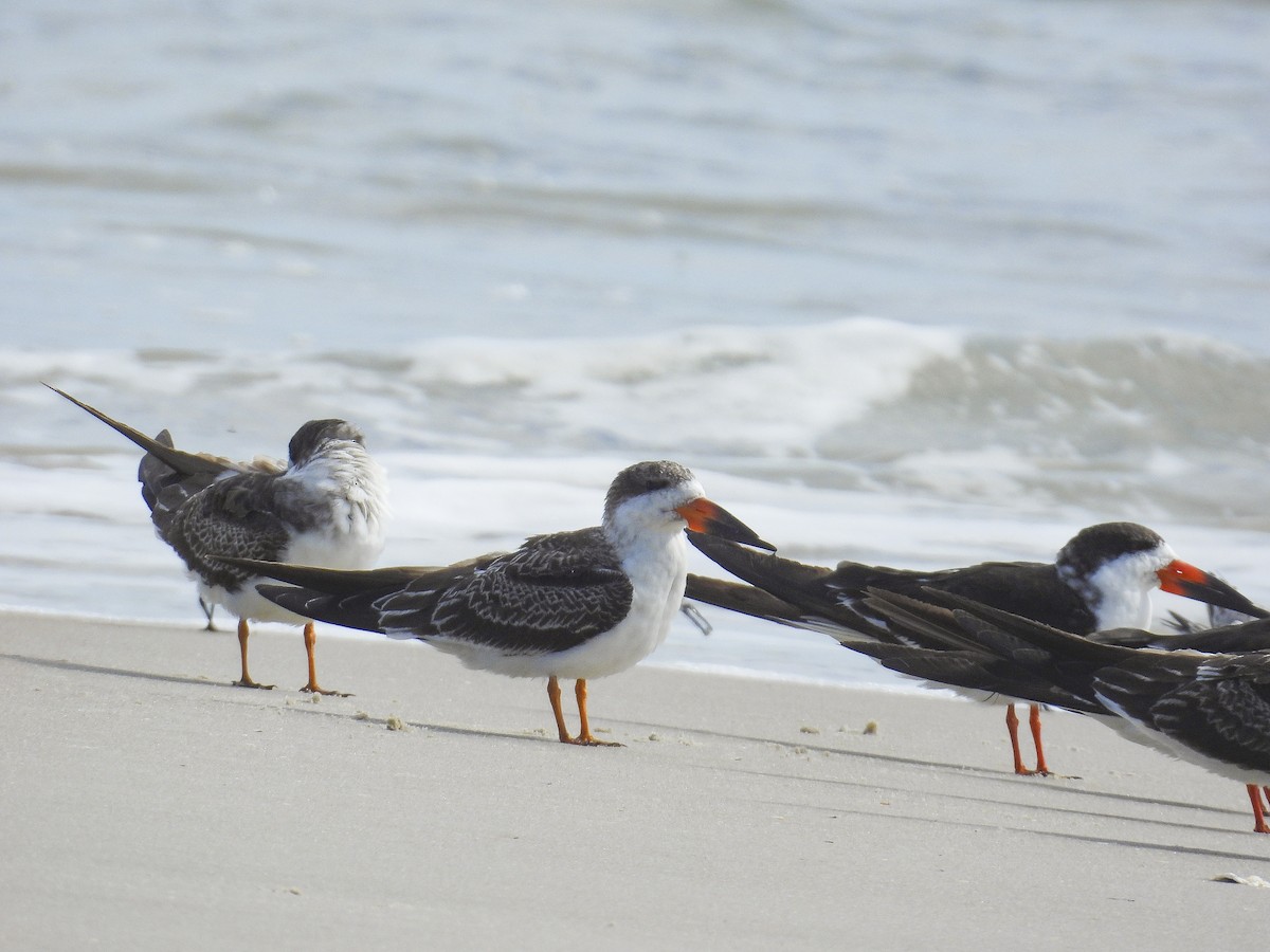 Black Skimmer - ML644283710