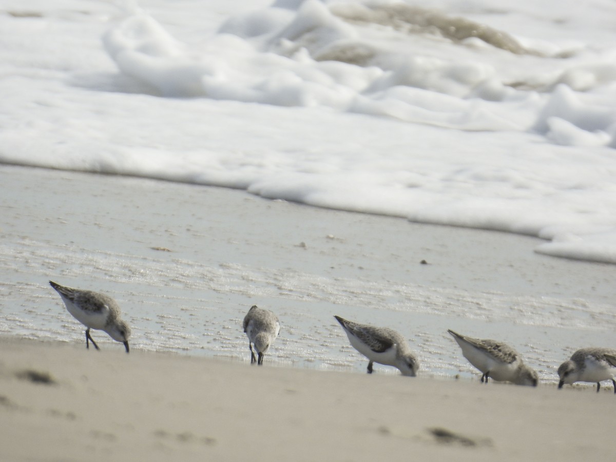 Sanderling - ML644283727