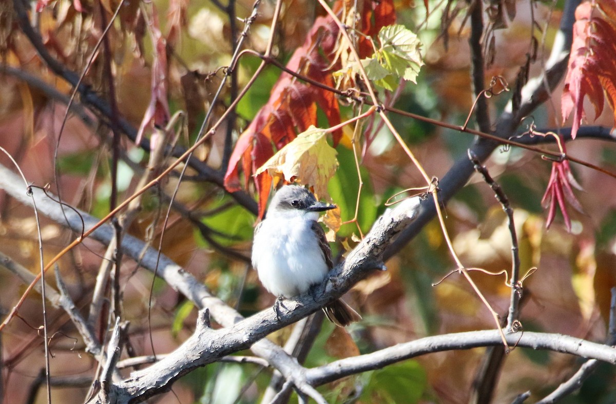 Gray Kingbird - ML644283730